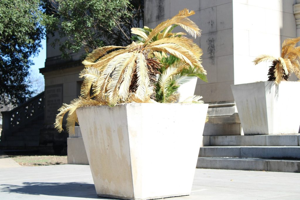 a couple of plants that are sitting in a planter